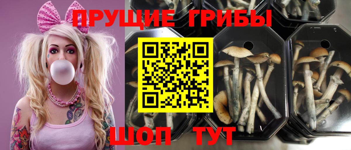 Качканар  Галлюциногенные грибы Psilocybine cubensis  Вход с VPN 